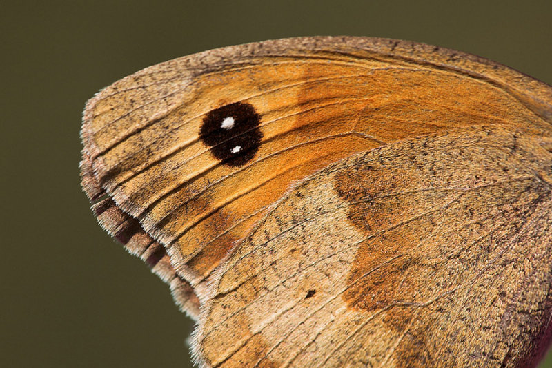 Butterfly wing