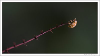 Orange ladybug (2)