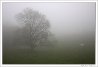 Foggy day (2)