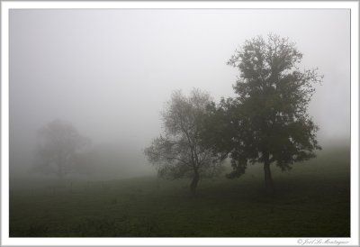 Foggy day (3)