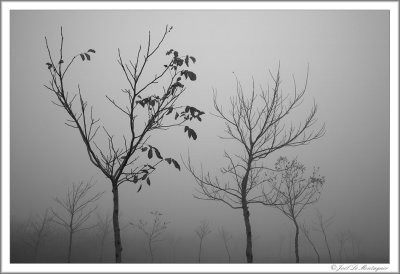 Foggy day (4)