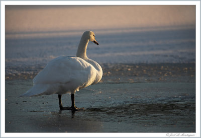 Swan at twilight