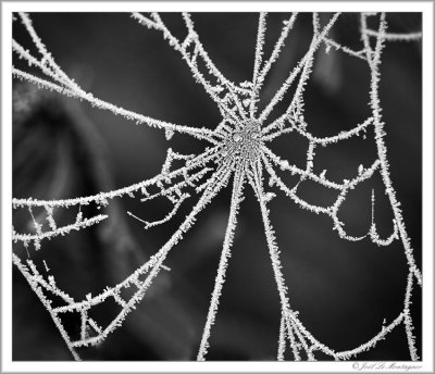 Spider's web (2)