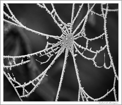 Spiders web (2)