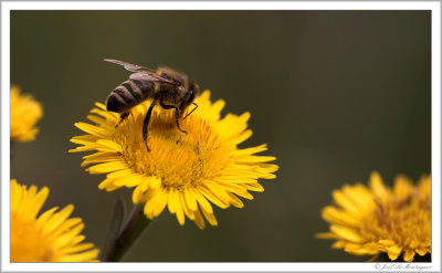 Corsican yellow