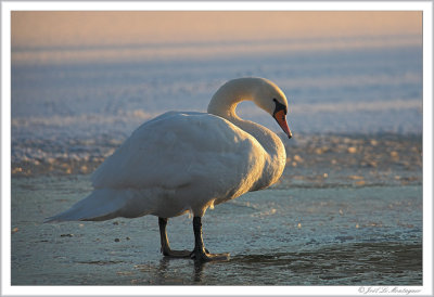 Swan at twilight (2)