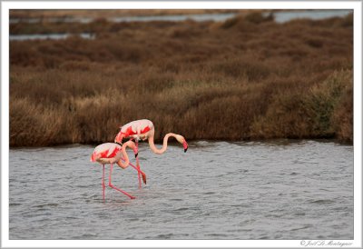 Greater Flamingos (1)