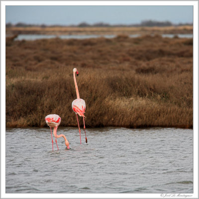 Greater Flamingos (2)