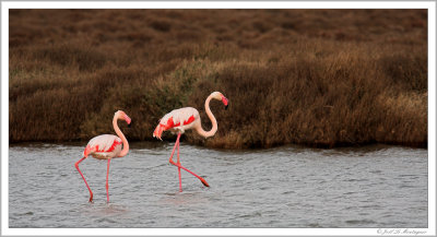 Greater Flamingos (3)