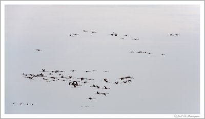 Greater Flamingos flight