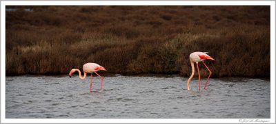 Greater Flamingos (5)