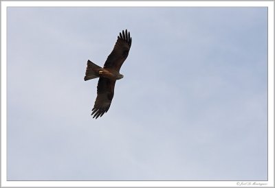 Marsh Harrier