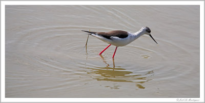 Black-winged Stilt (2)