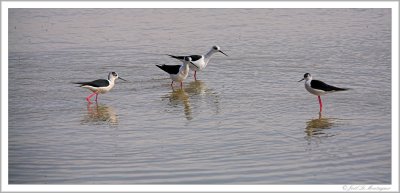 Black-winged Stilt (4)