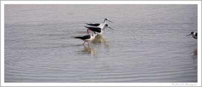 Black-winged Stilt (3)