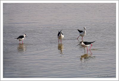 Black-winged Stilt (6)