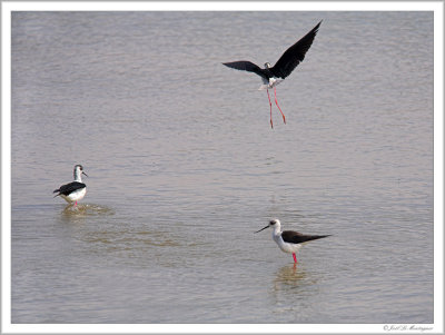 Black-winged Stilt (5)