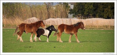 Horses love