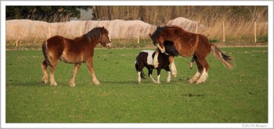 Horses love