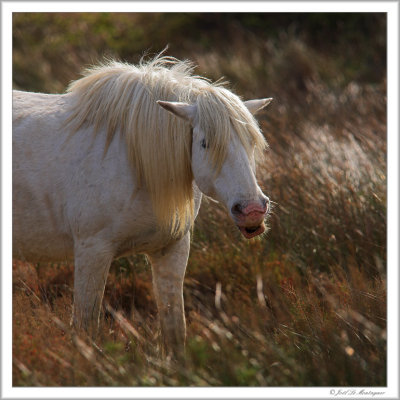 Horse at sunset (1)