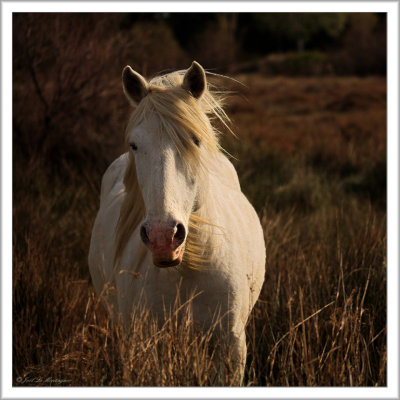 Horse at sunset (2)