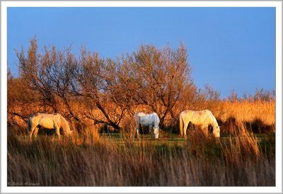 Horses at sunset