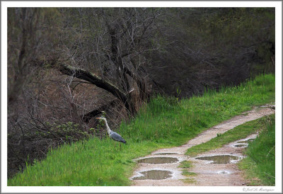 Grey Heron