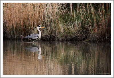 Grey Heron