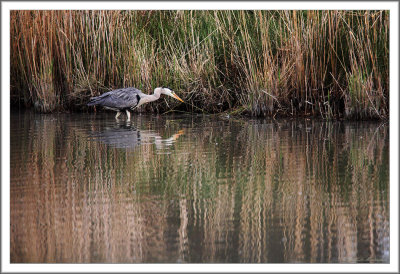 Grey Heron