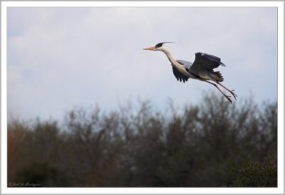 Grey Heron