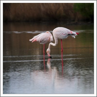 Greater Flamingos (7)