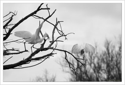 Aigrette garzette
