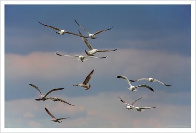 Seagulls