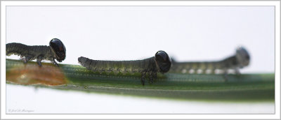 Diprionidae larva (1)