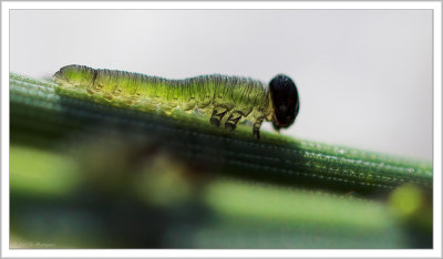 Diprionidae larva (2)