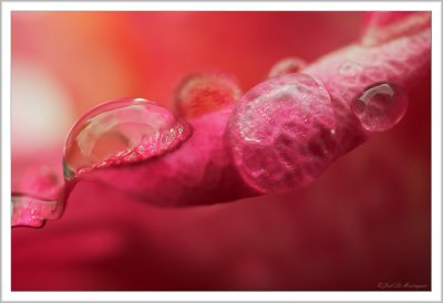 Drops on a rose (2)