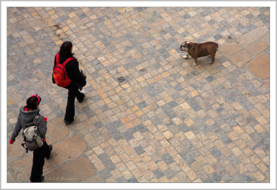 The dog
