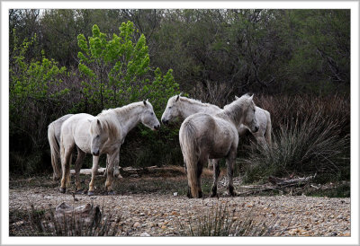 Horses