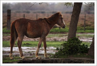 Foal in the rain