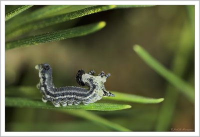 Diprionidae larva (3)