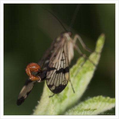 Male scorpionfly