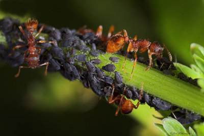 Ants and aphids