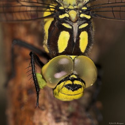 Young dragonfly (2)