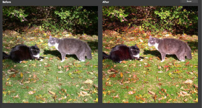 My neighbour's cats sound like a fire engine siren.