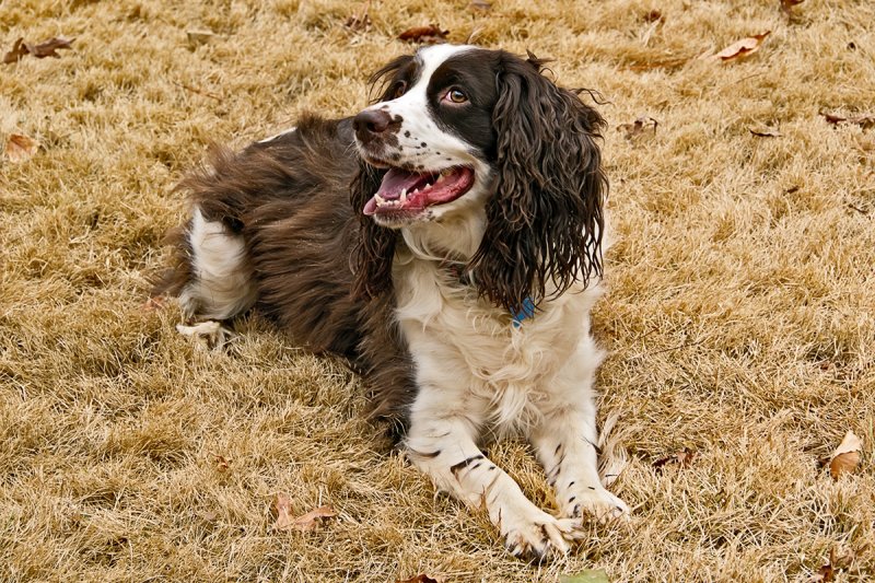 Roxie 3 yrs