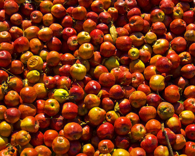 Apples