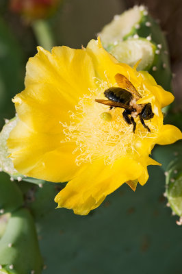 Bee in Catus Flower