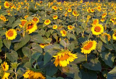 Sunflower Field