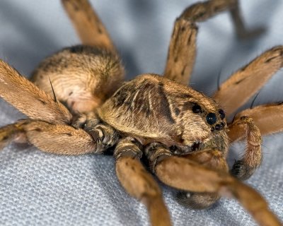 Spider