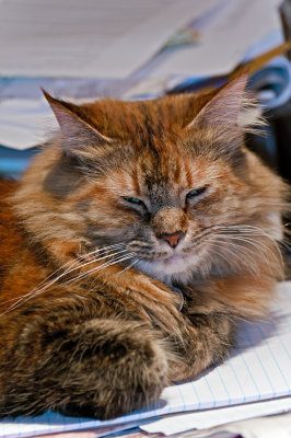 Cat Nap